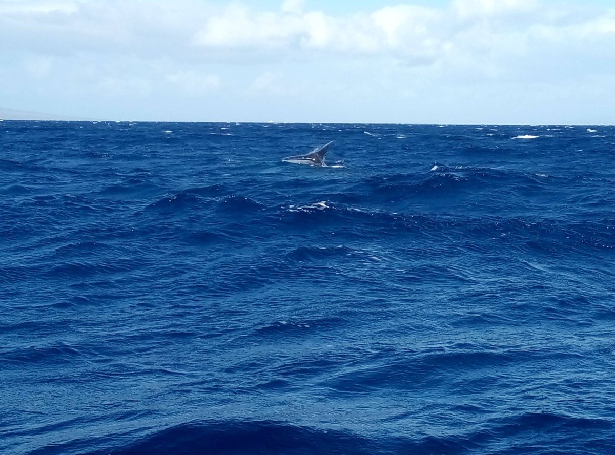 Ocasní ploutev velryby