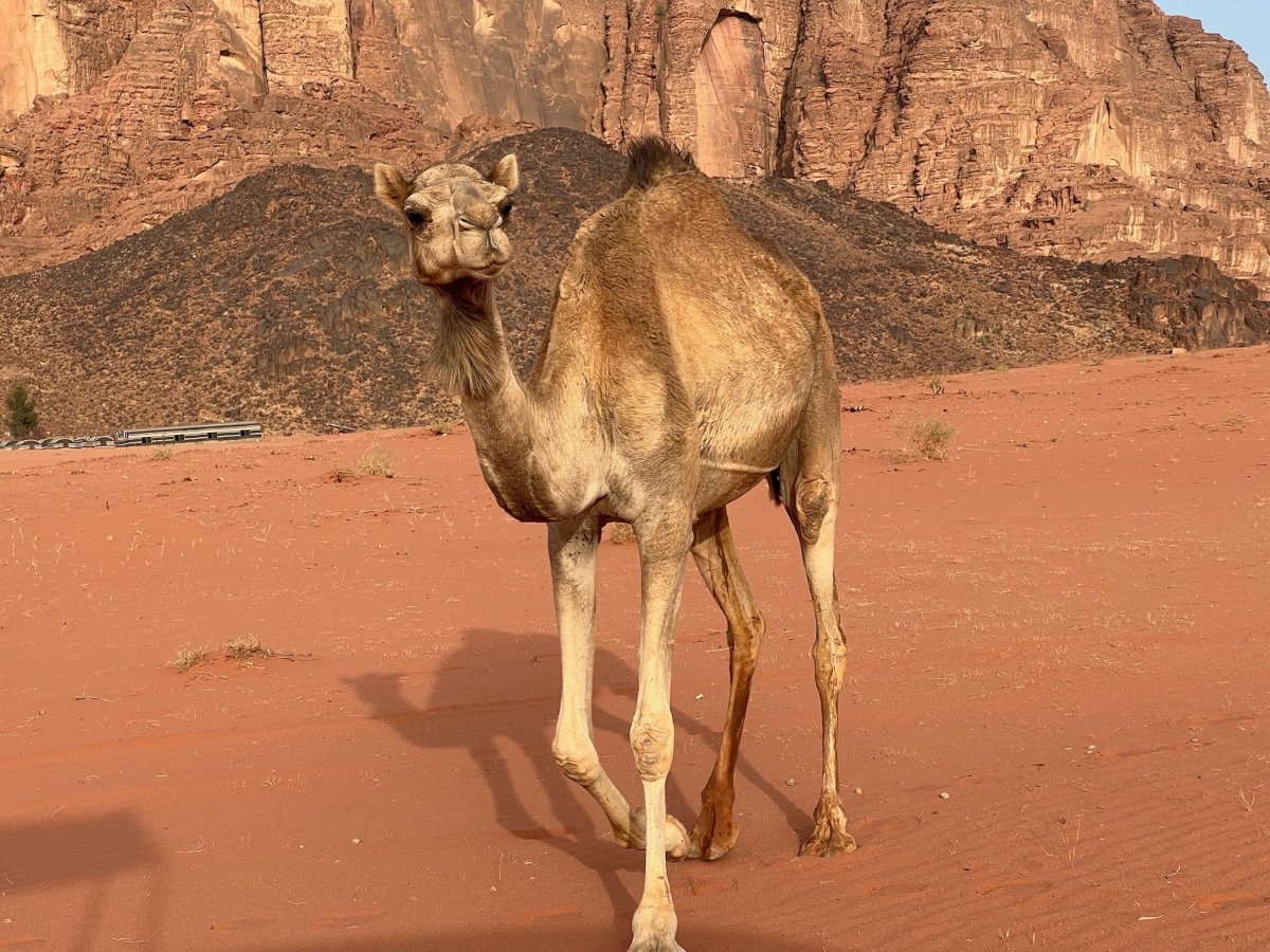 Velbloud se blíží