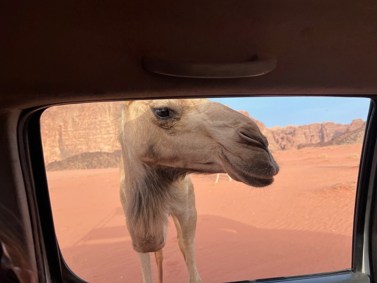 velbloud se blíží