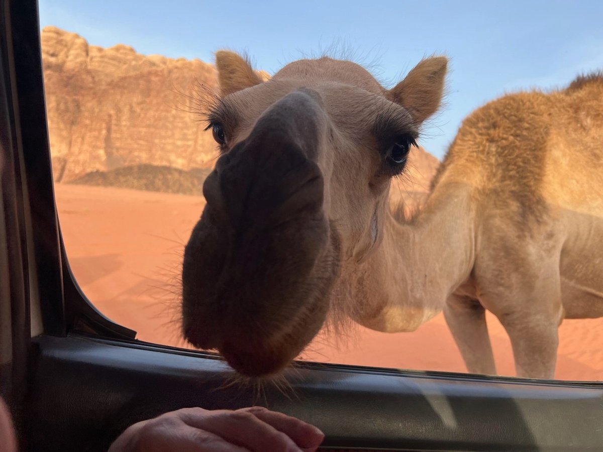 velbloud s hlavou v autě