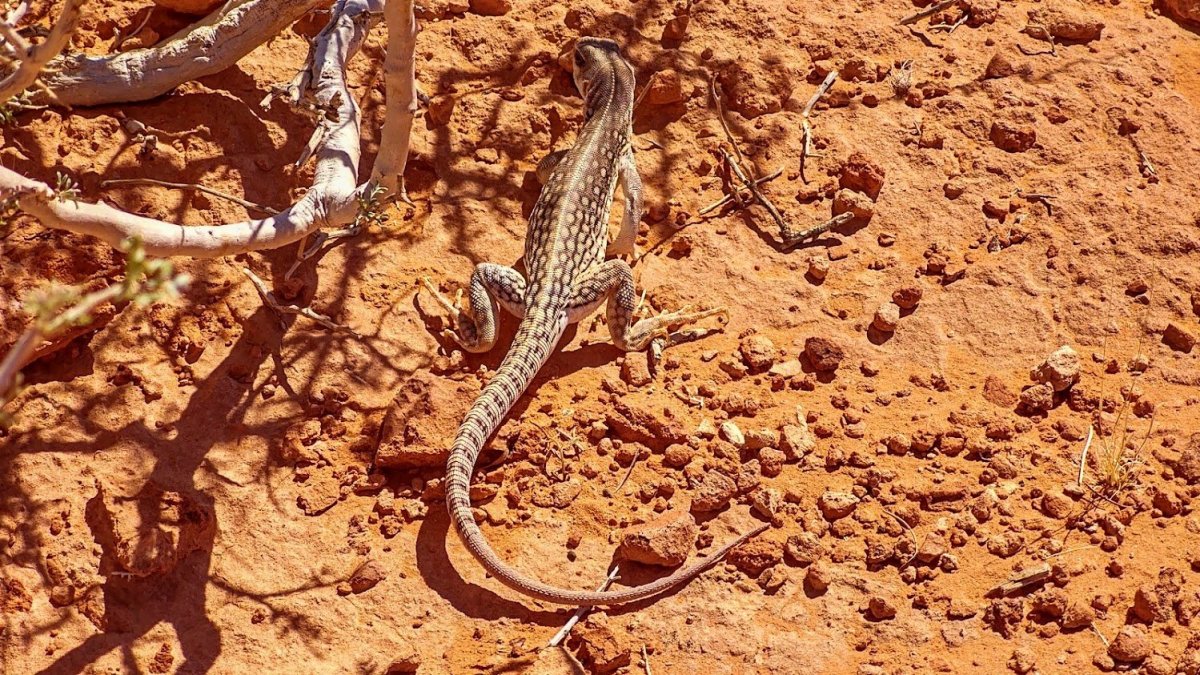 Dipsosaurus dorsalis (Leguán pustinný)