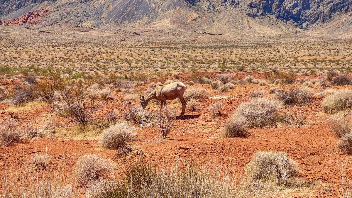 Ovis canadensis (Ovce tlustorohá)