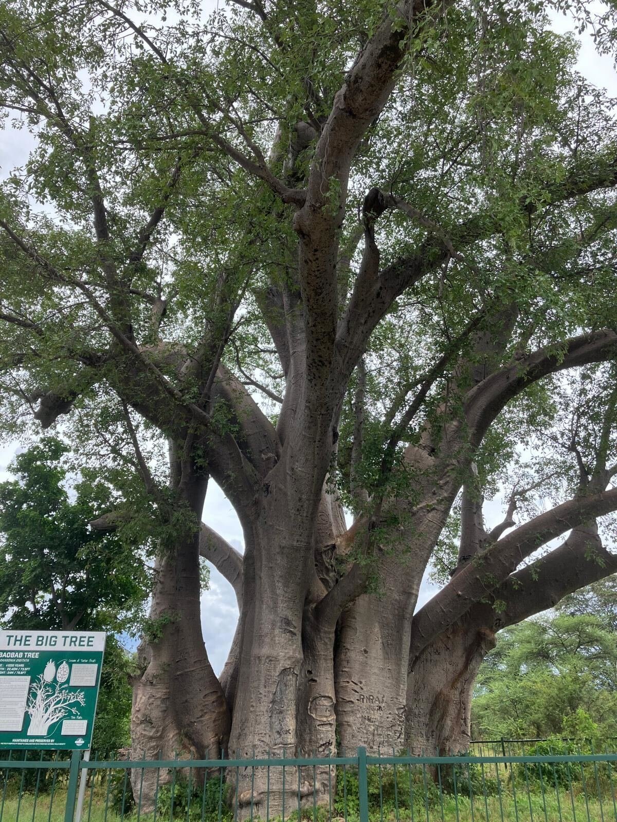Starý baobab