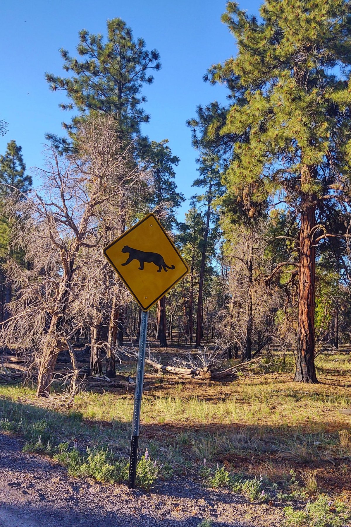 Nebezpečí kočiček v okolí