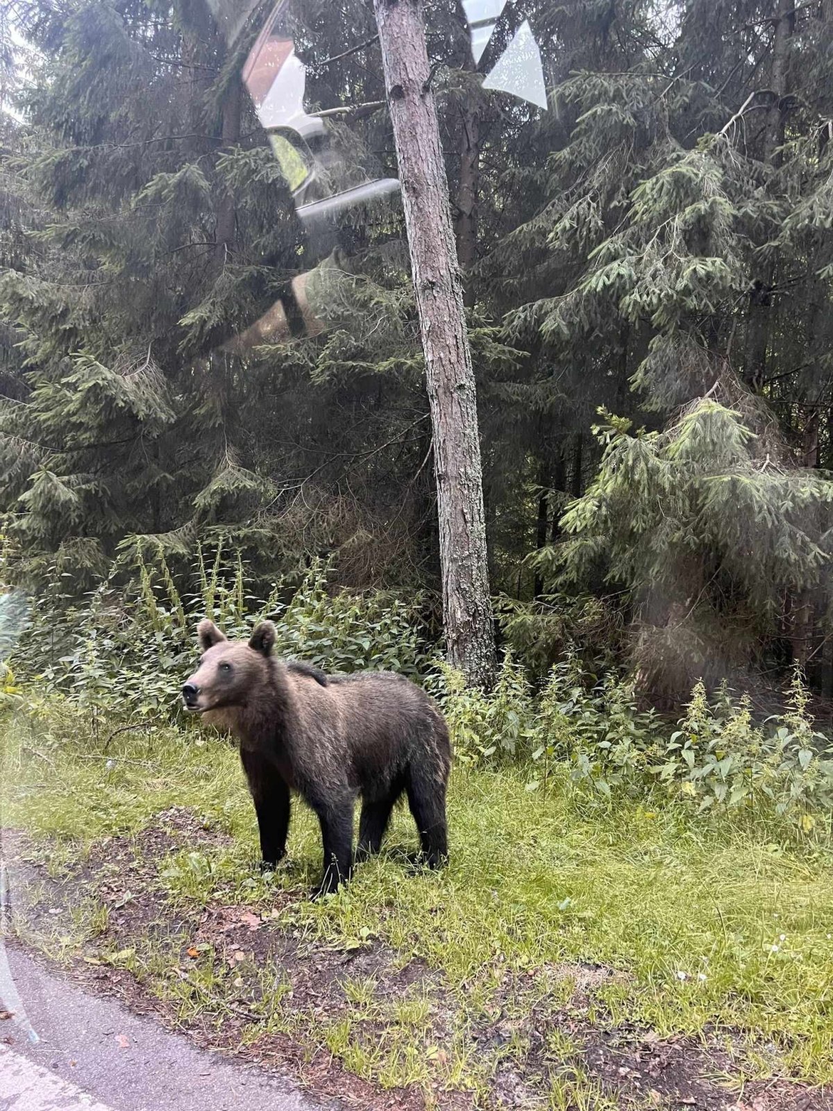 Setkání s medvědem, jedno z mnoha.