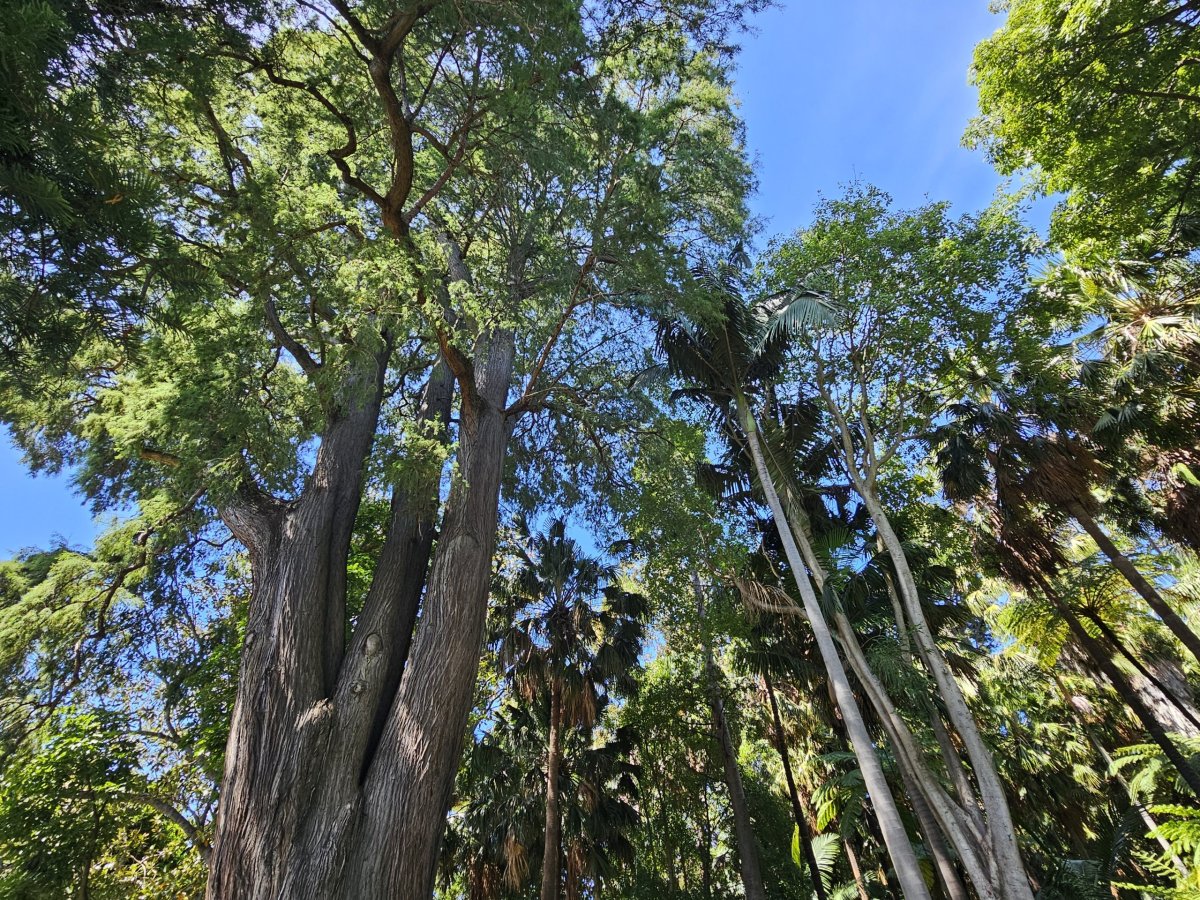 Royal Botanic Gardens