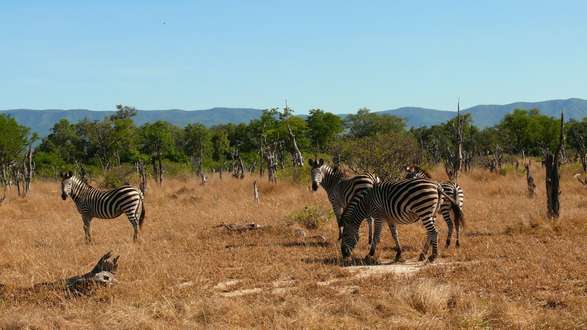 Zebry Burchelovy (stepní) v NP Mana pools v pozadí vykukující pohoří NP Lower Zambezi