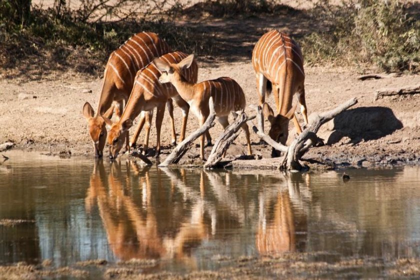 Samice antilopy Kudu velkého