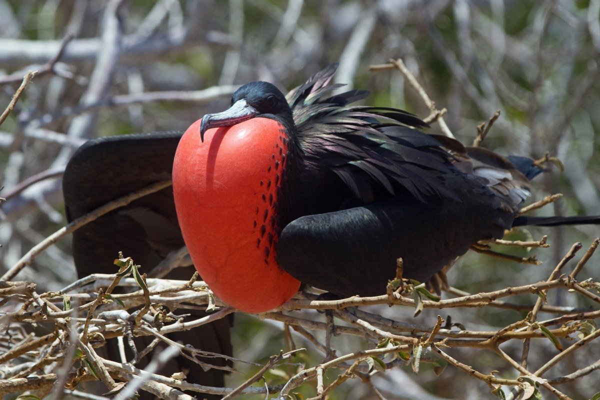 Frigate Bird Sanctuary