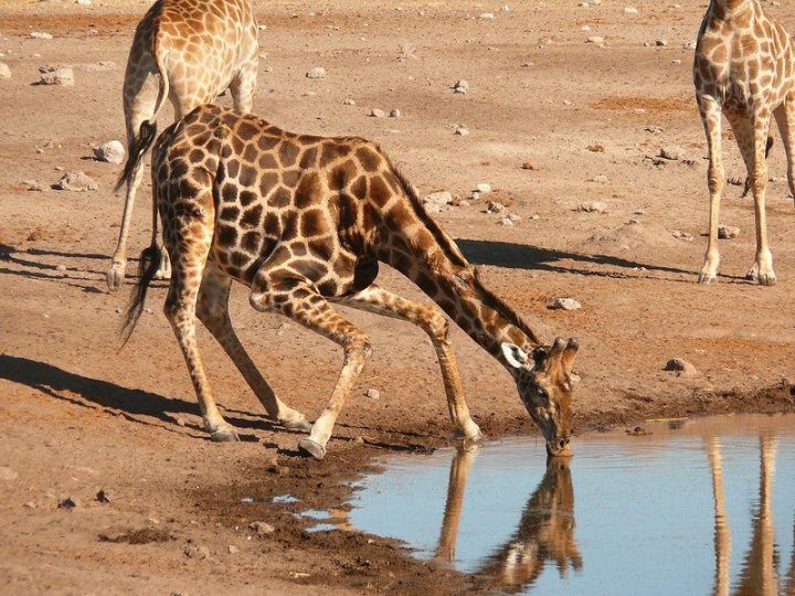 Žirafy vždycky zaujmou velmi zajímavou pozici, jak jinak by se vlastně k vodě dostaly