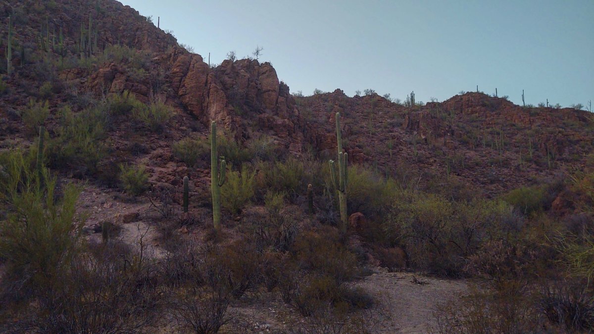 Ironwood Forest Trail