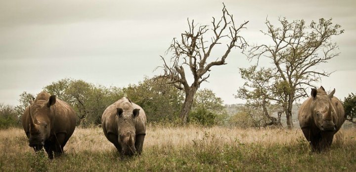 Nosorožec tuponosý se od dvourohého lisí nejen tvarem tlamy, ale i stavbou těla, tvarem uší a velikostí, poznáte jej na dálku, j