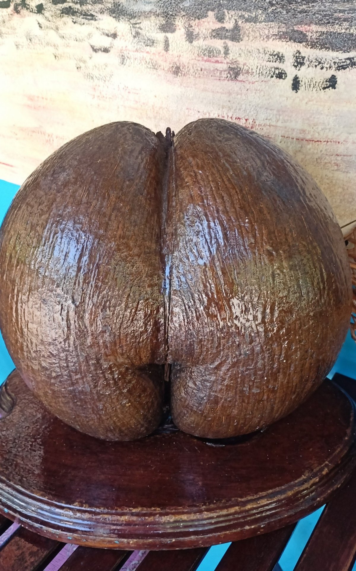 kokos prdelka