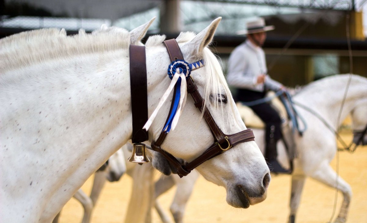 Andaluské koně