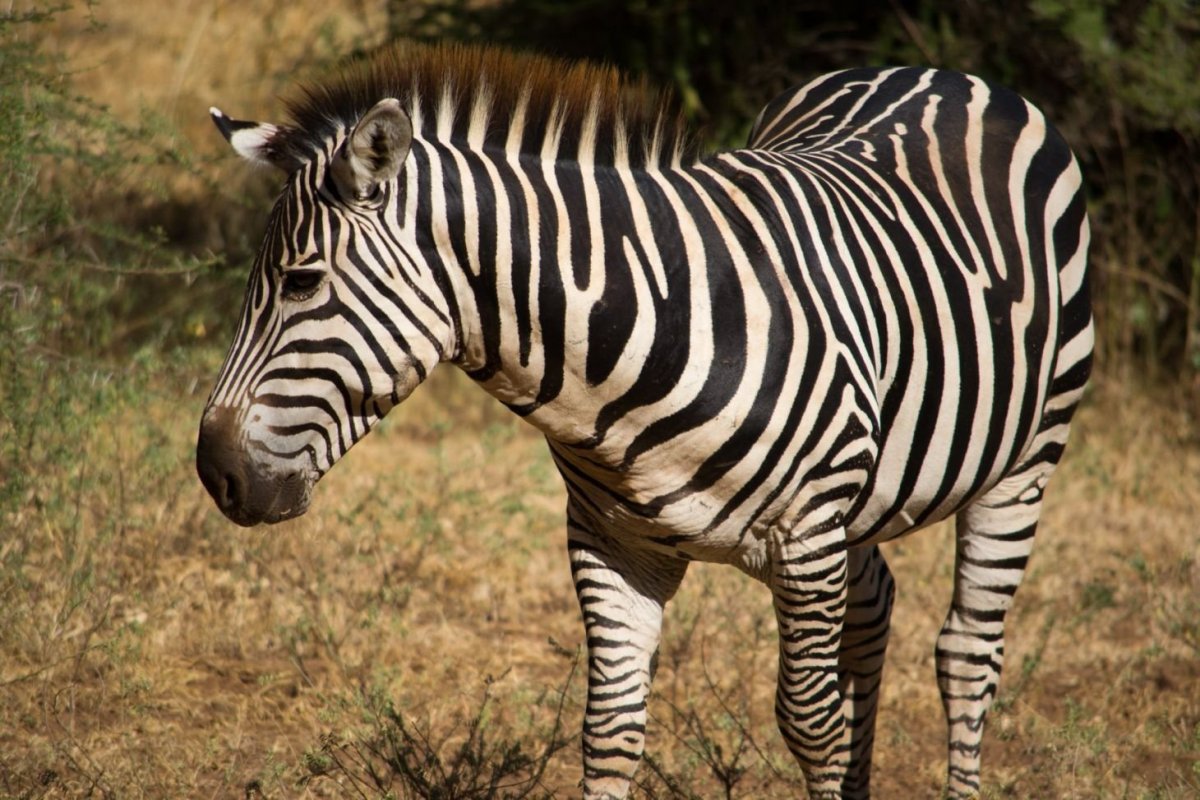 Zebra
