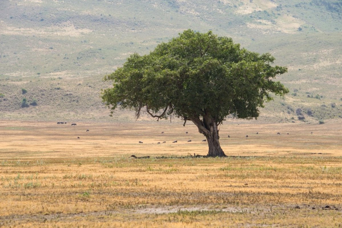Na "dně" Ngorongoro