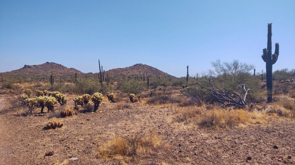 Desert Tortoise Trail